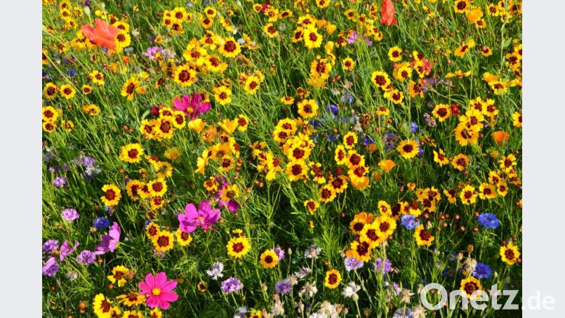 Der Faszination einer blühenden Sommerwiese können wir uns kaum entziehen. Die kräftigen Farben leuchten von Weitem entgegen. An der Wernberger Straße werden die Passanten gleich mit einem bunten und leuchtenden Blumengruß beim Einbiegen in die Pfalzgrafenstadt willkommen geheißen. Bild: dob