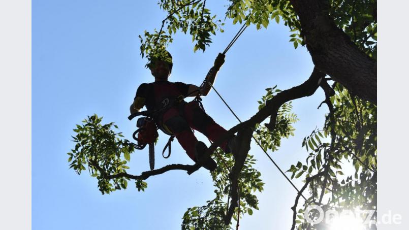 Ein Seil hält den Arbeiter mit Motorsäge fest am Baum. Damit kann er sich flexibel von Ast zu Ast bewegen. Bild: lue