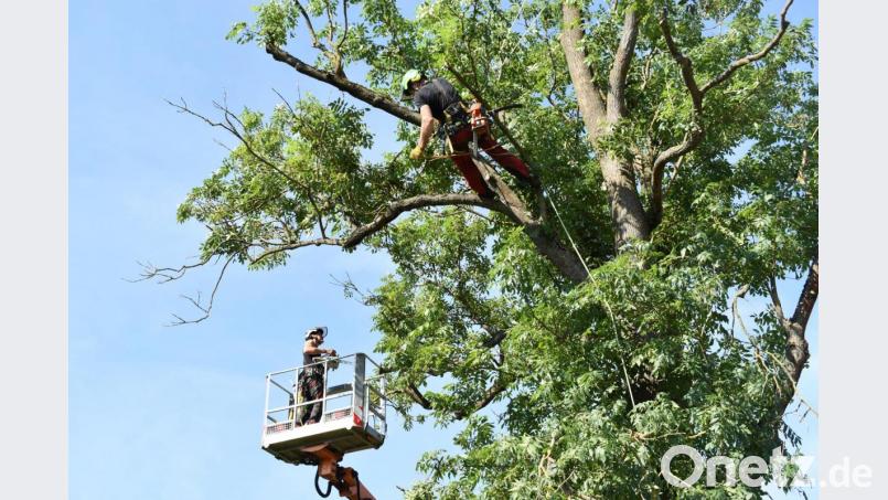 Auf der Staatsstraße 2167 waren am Donnerstag Arbeiter unterwegs, um überschüssiges Geäst aus den Bäumen am Straßenrand herauszuholen. Bild: lue