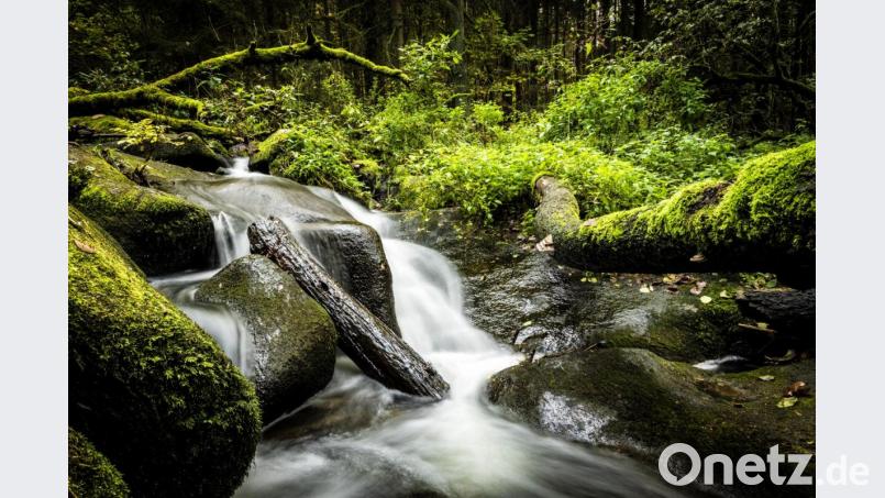 Natur pur im mystischen Lerautal. Bild: Thomas Kujat, Tourismuszentrum Oberpfälzer Wald/exb
