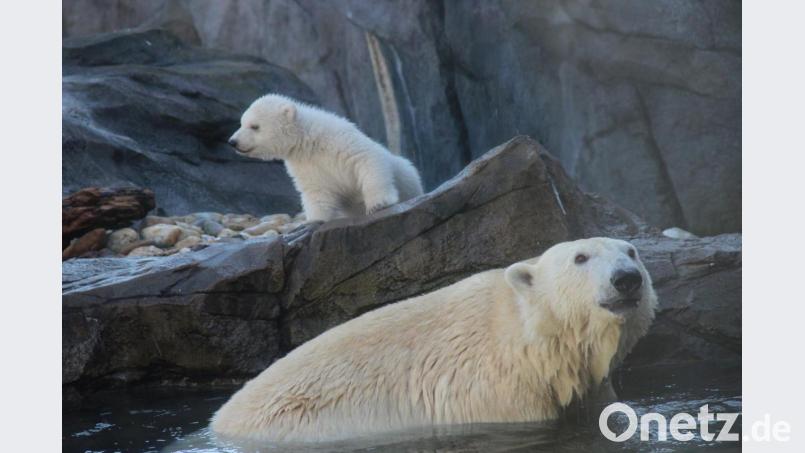 Fotos wie diese machen doch jeden glücklich: In Wien gibt es derzeit ein Eisbärbaby zu sehen. Doch liegt vielleicht auch ein schlechtes Gewissen hinter Bildern wie diesen? Bild: Fabian Nitschmann/dpa
