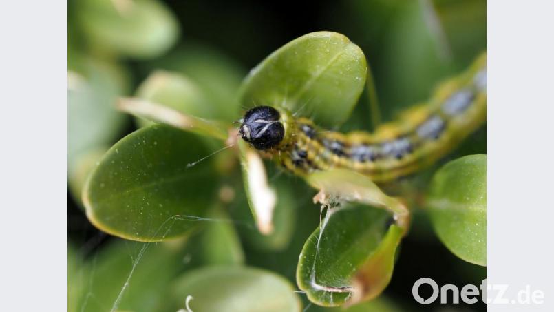 Kein Feind des Buchsbaums ist so weit verbreitet wie der Buchsbaumzünsler. Bild: Andrea Warnecke/dpa