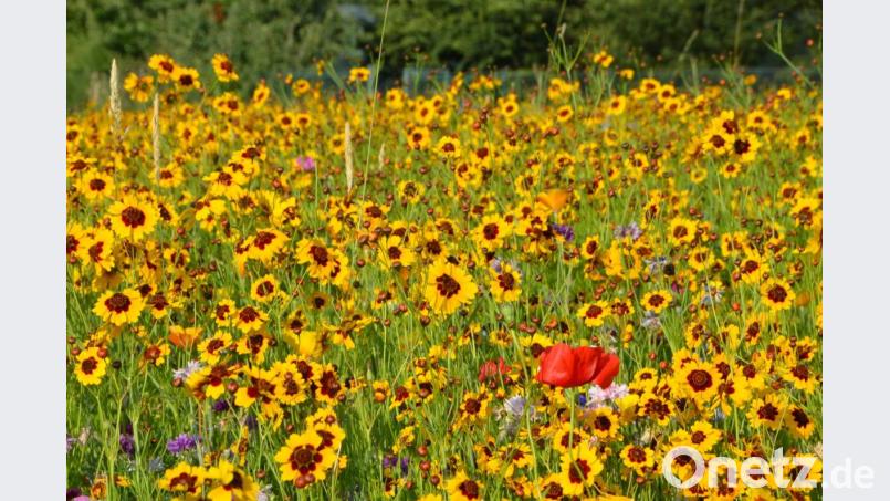 Die rote Mohnblume inmitten des gelb-dunkelroten Blumenfeldes. Bild: dob