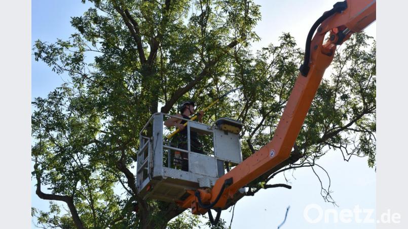 Mit Hebebühne und Astscherre arbeitet Manfred Härtl, um überschüssiges Geäst aus den Baumkronen zu holen. Bild: lue