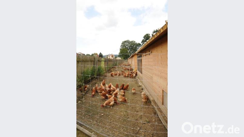 Die Hühnerställe (im Hintergrund die Häuser an der Bischof-Wittmann-Straße) sollen abgebrochen und durch einen einzigen Stall ersetzt werden. So sieht es die Bauvoranfrage von Josef Wittmann vor. Bild: bey