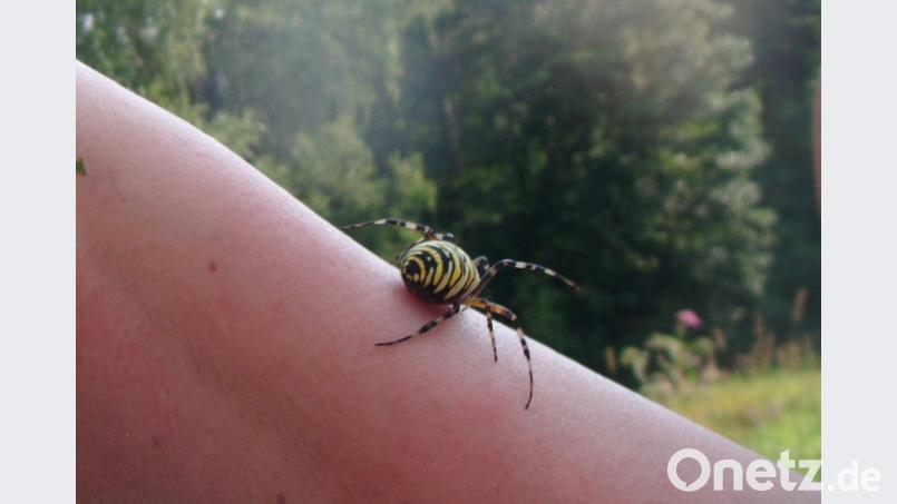 Bei der Naturtour machten die Kinder auch Bekanntschaft mit einer Zebraspinne. Bild: ads