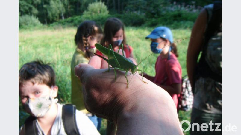 Bei der Naturtour entdeckt man ein Heupferd, dessen Größe die Kinder schwer beeindruckt. Bild: ads