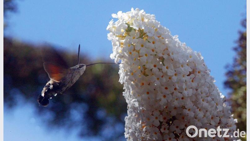 Das Taubenschwänzchen ähnelt dem Kolibri, ist aber ein Schmetterling aus der Reihe der Nachtfalter. Bild: R. Kreuzer