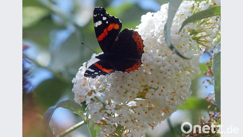 Das Taubenschwänzchen ähnelt dem Kolibri, ist aber ein Schmetterling aus der Reihe der Nachtfalter. Bild: R. Kreuzer