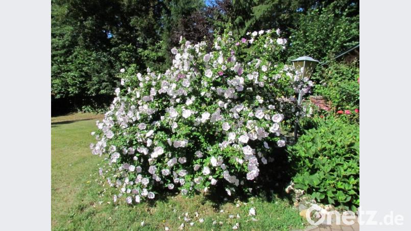 Über 300 Blüten hat Sieglinde Dutke an ihrem imposanten Hibiskusstrauch gezählt. Bild: is