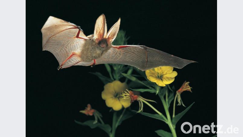 Bausätze für Selberbau-Fledermaushäuser verschickt der LBV kostenlos an jeden, der gerne die Ärmel hochkrempeln will und etwas für die Rettung der bedrohten kleinen Säuger wie dies Braune Langohrfledermaus auf dem Foto tun will. Bis 23. August muss man die Bausätze bestellen. Bild: Dietmar Nill