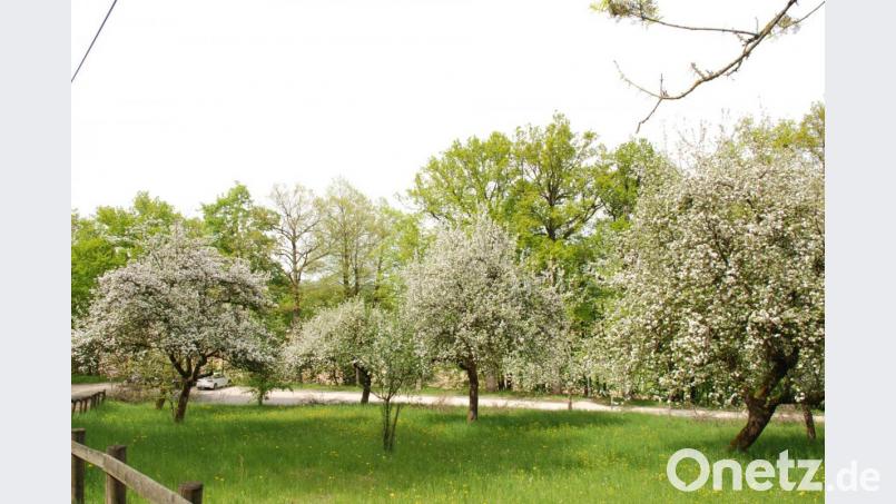 Im Frühjahr glänzen Streuobstbestände (im Bild Annaberg-Nordhang) neben ihrem hohen ökologischen Wert auch mit optischen Reizen. Für ihre schmackhaften Früchte, wie etwa Äpfel, Birnen oder Zwetschgen, bauen Menschen mit Handicap jetzt Obstkisten in den Jura-Werkstätten in Sulzbach-Rosenberg. Bild: Andreas Royer
