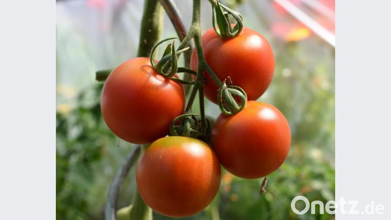 Hobbygärtner haben momentan ihre wahre Freude mit den roten leckeren Tomaten, Marke &quot;Eigenbau&quot;. Bild: rgr
