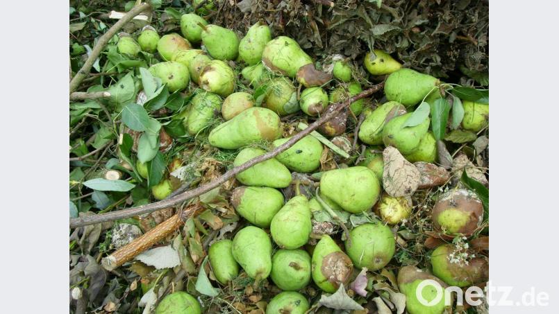Fallobst darf nicht in die Grüngutcontainer. Archivbild: Monika Böhm-Weniger/exb