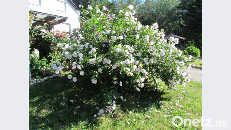 Über 300 Blüten hat Sieglinde Dutke an ihrem imposanten Hibiskusstrauch gezählt. Bild: is