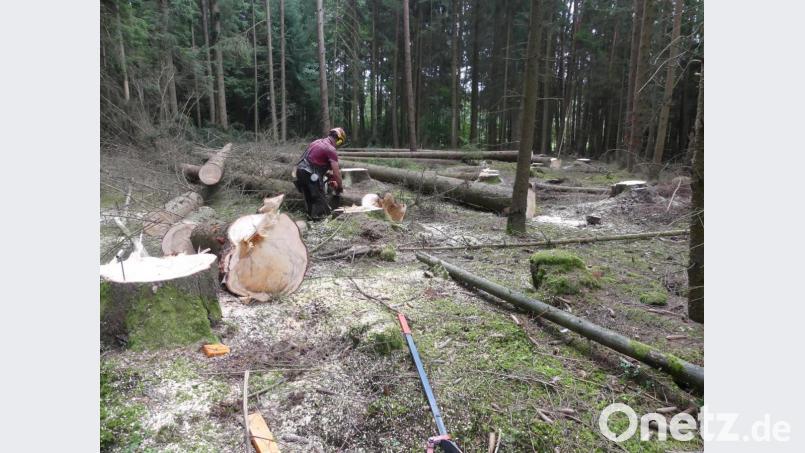 Vom Borkenkäfer befallene Bäume un deren unmittelbares Umfeld müssen schnellstmöglich geschlagen werden. Bild: rn