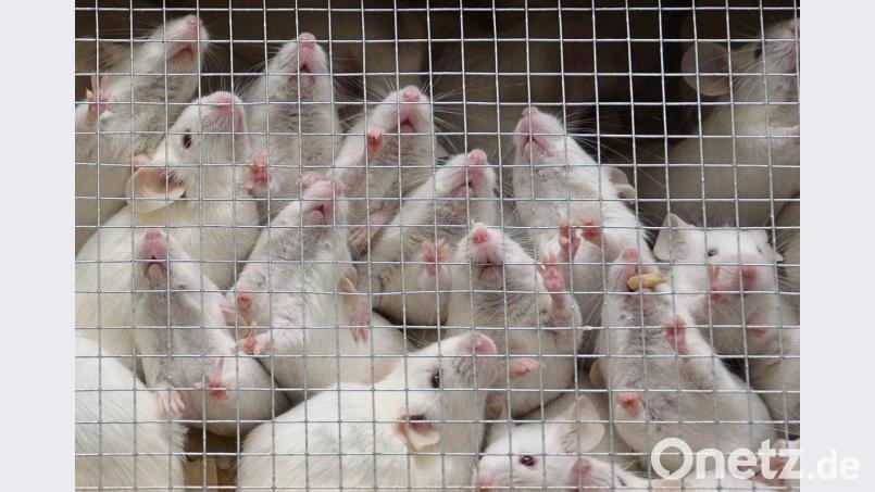 Unter den Tausenden geschmuggelter Tiere waren auch jede Menge Mäuse. Bild: Wolfgang Steinbacher
