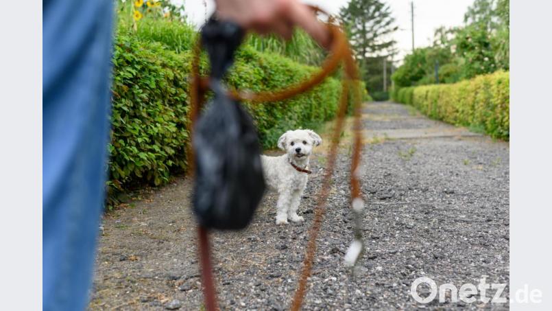 Genügend Auslauf, keine Haltung an der Kette und ein Verbot der Ausstellung von Tieren mit bestimmten Merkmalen - mit strengeren Regeln will das Bundeslandwirtschaftsministerium eine artgerechte Hundehaltung garantieren. Bild: Jonas Walzberg/dpa