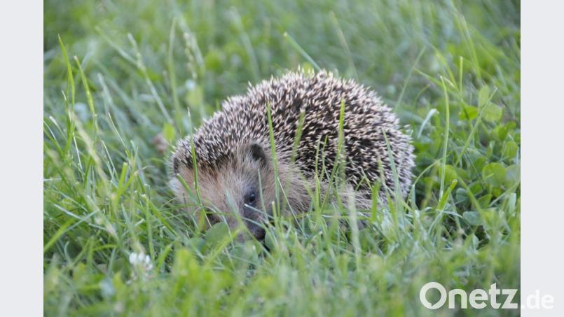 Zwar können einige Igel-Arten gut klettern und halten sich manchmal auf Büschen auf, meist suchen sie jedoch auf dem Erdboden nach Nahrung. Bild: Alexander Unger