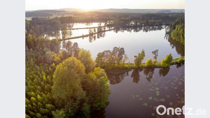 Teichlandschaft Muckenthal: In wenigen Tagen startet die Karpfensaison im Land der 1000 Teiche. Bild: Tourismuszentrum Oberpfälzer Wald/exb