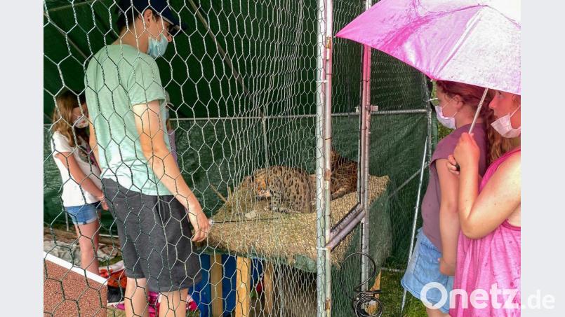 Trotz Regen am Ende der Schatzsuche konnten die Kinder die besondere Katzenart aus der Nähe bestaunen. Bild: nza