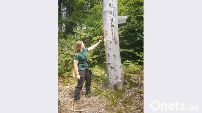 Forststudentin Christian Arnold gefällt die Vielfalt der Arbeit im Wald, von der Bewirtschaftung der Wälder, über den Natur- und Artenschutz sowie die Jagd. Bild: Bayerische Staatsforsten/exb