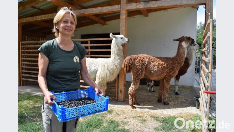 Jutta Fischer vermarktet den Mist ihrer fünf Suri-Lamas Luciano, Richard, Siggi, Vailoso und Zambesi. Den natürlichen Lama-Dünger stellt sie von Hand her. Bild: szl