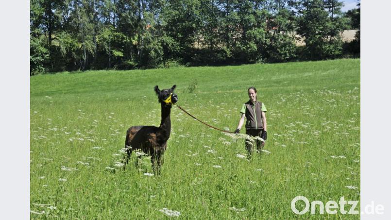 Tierpflegerin Sonja Hergedová mit einem Lama on tour Bild: enz