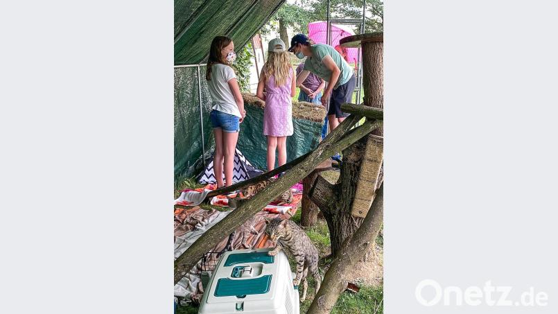 Begeisterung lösten die Leopardenkatzen bei den Kindern aus. Schnell wurden neue Freundschaften geschlossen. Bild: nza