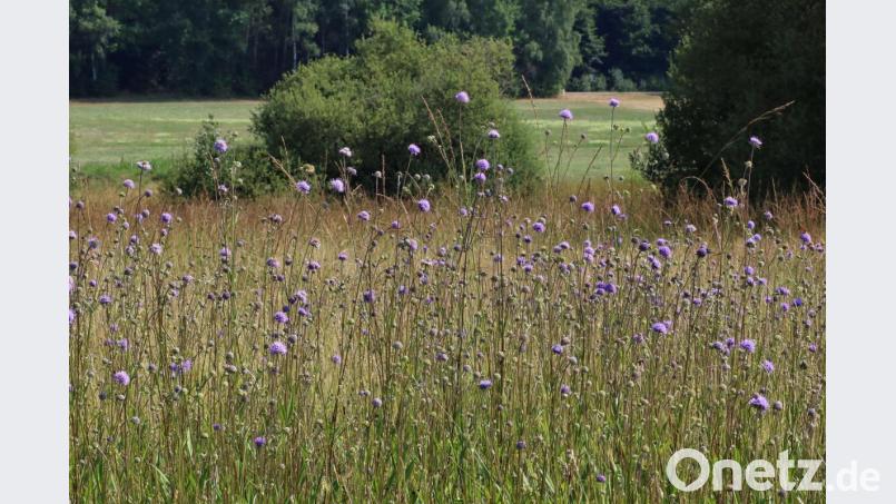 Ein Biotop für Schmetterlinge und andere Insekten ist die Wiese mit Teufelsabbiss. Die Blüte ist im August, zur besten Zeit für viele Insekten. Bild: Hubert G. Schmid