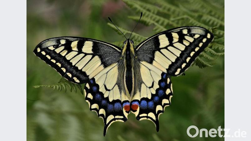 Der Schwalbenschwanz zählt zur Familie der Ritterfalter. Bild: Hubert G. Schmid