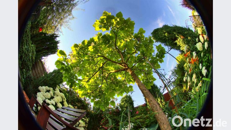 Ruhe im Garten unter dem Trompetenbaum zu finden ist für Thomas Sporrer aus Tirschenreuth ein reiner Genuss. Bild: Thomas Sporrer