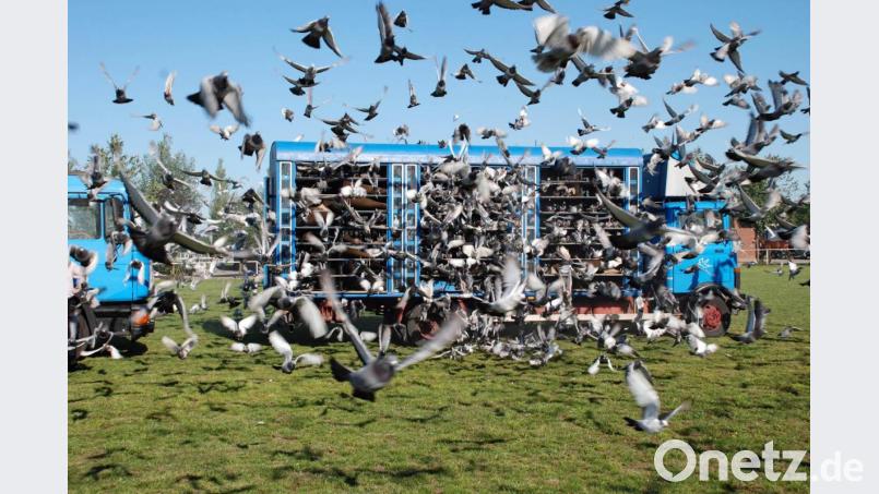 Tausende von Brieftauben starten ihren Heimflug, wenn sich die Boxen des Transporters öffnen. Bild: Verband deutscher Brieftaubenzüchter/exb
