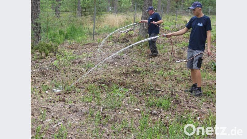 Mindestens drei Liter Wasser erhalten diese kleinen Waldbäumchen. Bild: rn