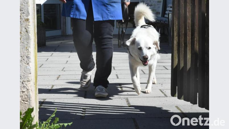 Dass der Hund genug Auslauf an der frischen Luft bekommt, soll die neue Verordnung sicherstellen. Aber sie beinhaltet viel mehr als nur die "Gassi-Pflicht". Bild: Gabi Schönberger
