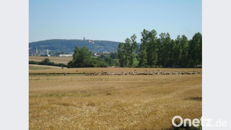 Im Spätsommer und im Frühherbst ziehen wieder die Schäfer mit ihren Herden über die abgeernteten Felder, wie hier am ehemaligen amerikanischen Flugplatz südlich von Amberg. Bild: schß