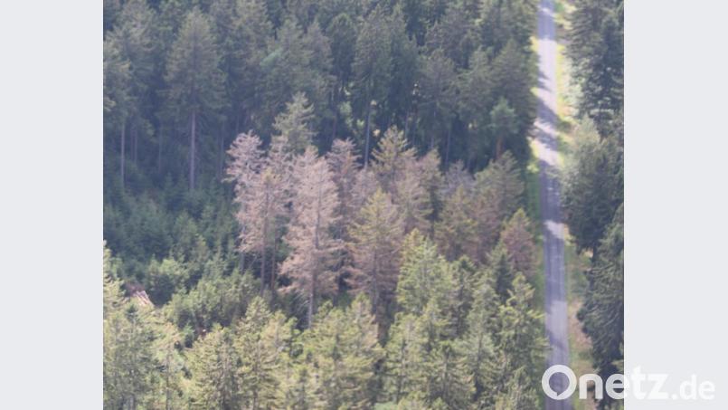 Von der Cessna 172 aus gesehen: Geschädigte Fichten mit Borkenkäferbefall. Bild: hka