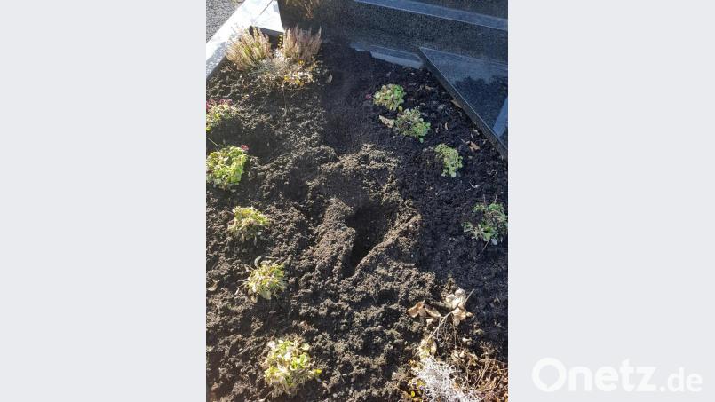 Enorm sind die Schäden an den Gräbern in Neudorf. Besonder die frisch angepflanzten Ruhestätten werden verwüstet. Vermutlich ist ein Tier der Übeltäter. Bild: hme