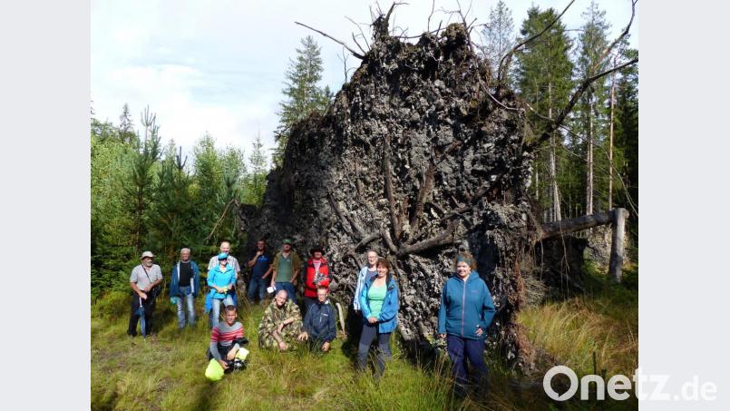 Staunen ließ der riesige Wurzelteller einer umgestürzten Fichte bei der lehrreichen Führung am Südhang der Kösseine durch Förster Wolfgang Schödel (hinten, Bildmitte). Bild: Bund Naturschutz/exb