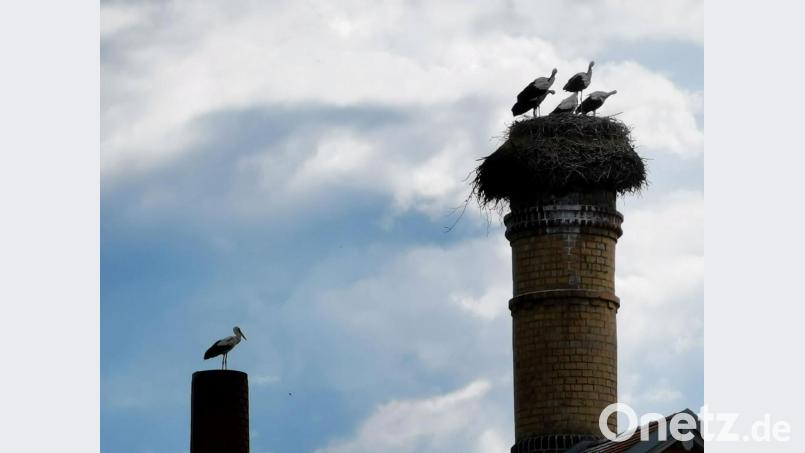 Im Eslarner Storchennest wurde es heuer mit vier Jungstörchen eng. Bild: gz