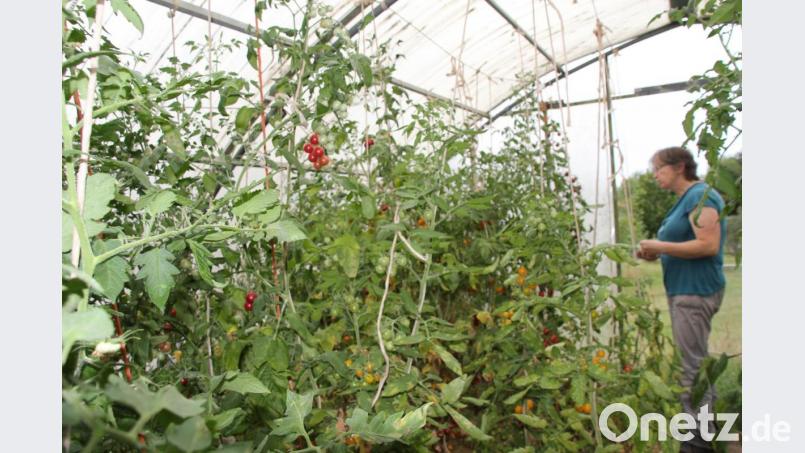 Das Tomatenhaus von Christl Obermeier gleicht einem Dschungel, der für Augen und Gaumen viel zu entdecken bietet. Bild: ads