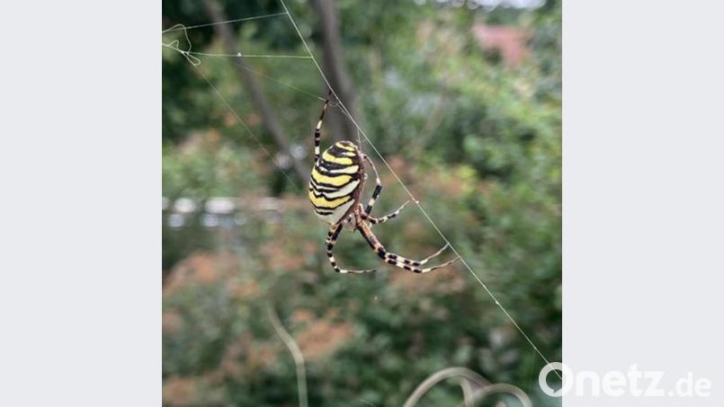 Diese seltene Wespenspinne entdeckte Dr. Georg Bayerl in seinem Gartengrundstück An der Kreuzkirche Bild: do
