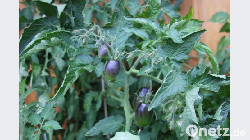 Black Cherry ist eine ertragreiche, schwarze Cocktailtomate, Sieger im Geschmackstest 2010, die ebenfalls Eingang in die Tomatensammlung von Christl Obermeier gefunden hat. Bild: ads