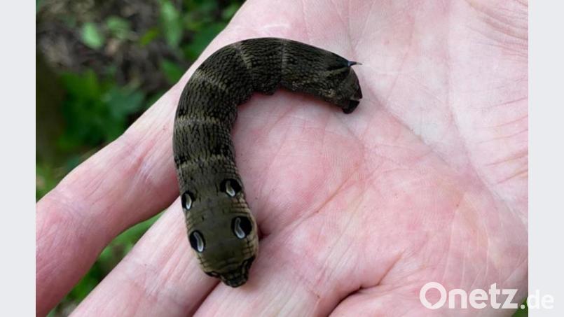 Werner Krieger fand eine bedrohlich aussehende Raupe, die ganz besondere Äußerlichkeiten aufweist. Bild: mma