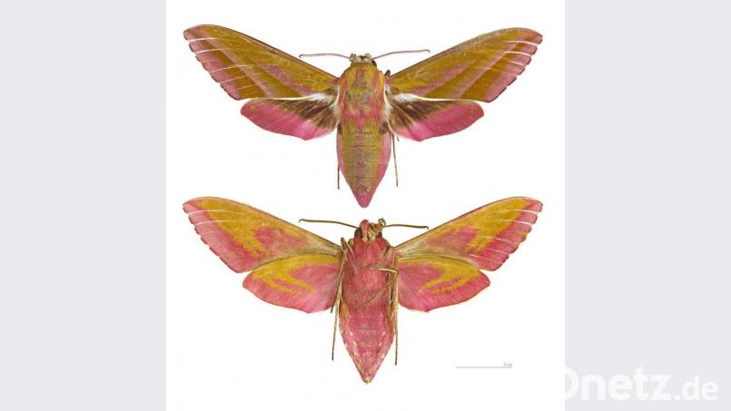 Die Raupe wird einmal zum Weinschwärmer, Deilephila elpenor genannt. Bild: mma