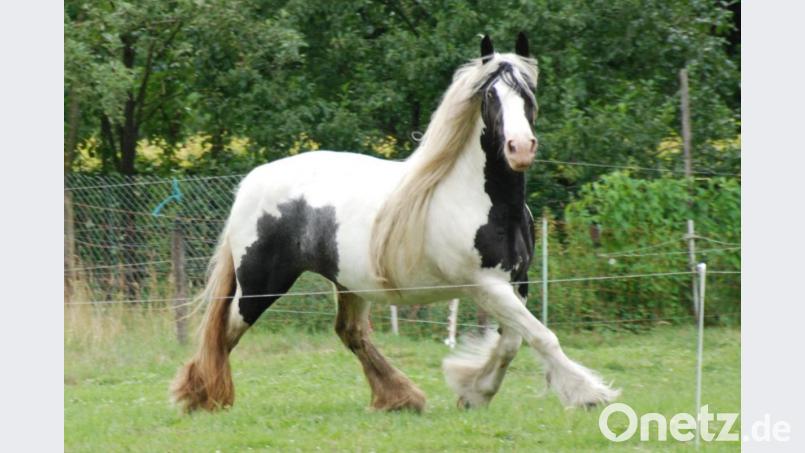 Ein Tinker – wie dieses Pferd (Symbolbild) – steht im Mittelpunkt eines Rechtsstreits vor dem Landgericht Weiden. Bild: Henk Monster/exb
