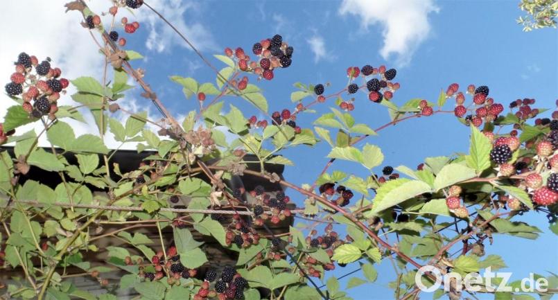 Wenn Boysenbeeren dick, prall und schwarzglänzend an den Blütennarben hängen, dann sind sie zuckersüß und vollreif. Ab August ist es soweit. Bild: jml