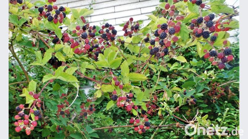 Wenn Boysenbeeren dick, prall und schwarzglänzend an den Blütennarben hängen, dann sind sie zuckersüß und vollreif. Ab August ist es soweit. Bild: jml