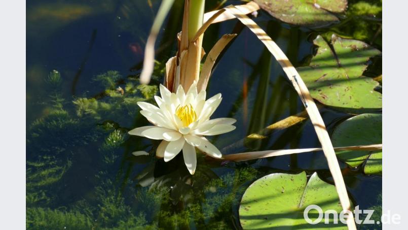 Wunderschön anzusehen ist diese Seerose. Bild: rgr