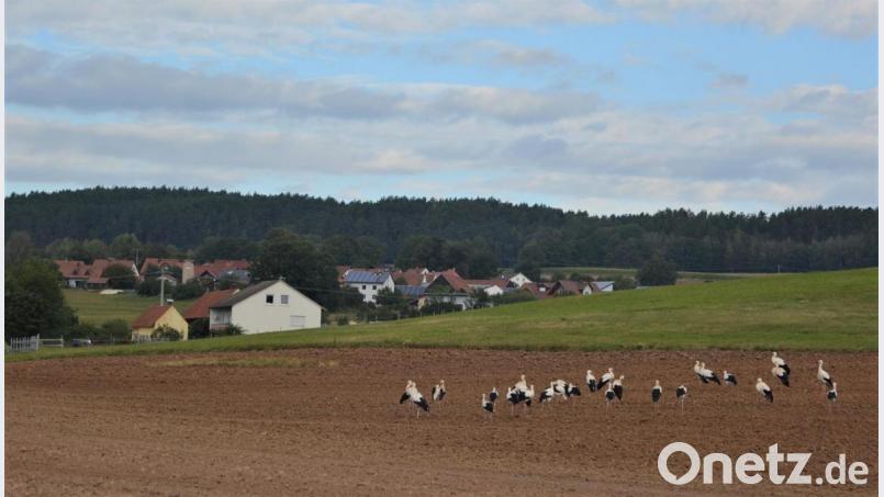 Rund 30 Störche haben sich bei Ehenfeld versammelt. Unklar, ob sie dort nur gemeinsam auf Nahrungssuche gehen oder demnächst in Richtung Winterquartier in Afrika oder Spanien aufbrechen. Bild: fdl